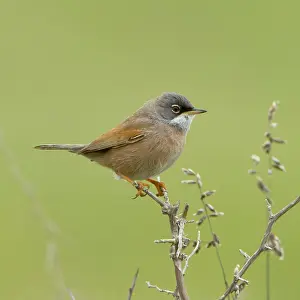 Conspicillata: Spectacled Warbler - male - March