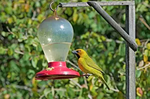 Scattered: Spectacled Weaver - visiting sugar feeder intended