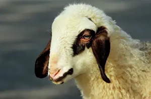 Spectacles: Spectacles Sheep - lamb, close-up of the head