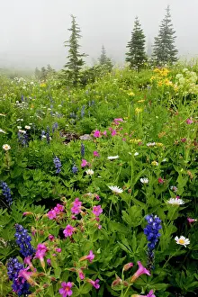 Lewisii: Spectacular alpine flowers including Purple Monkeyflower