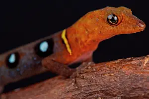 Trinidad: The spectacular, colorful, occelated gecko (Gonatodes