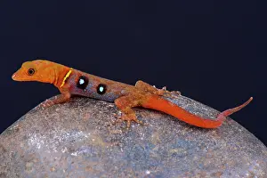 Trinidad: The spectacular, colorful, occelated gecko (Gonatodes