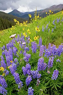 Lupins: Spectacular display of summer mountain flowers