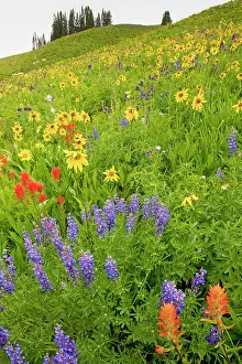 Lupins: Spectacular display of summer mountain flowers