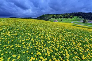 Officinale: Spectacular flowering of dandelions to the Embossieux