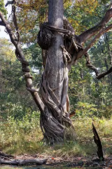 Arbre: Spectacular liana