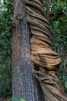 Arbre: Spectacular liana