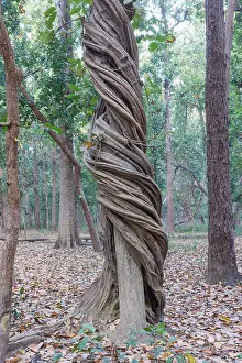 Arbre: Spectacular liana