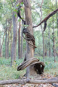 Arbre: Spectacular liana