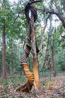 Arbre: Spectacular liana