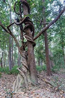 Arbre: Spectacular liana