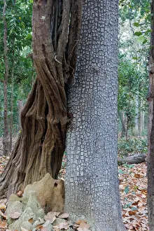 Arbre: Spectacular liana