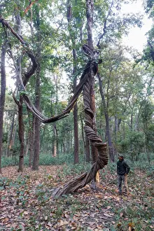 Arbre: Spectacular liana