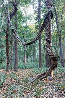 Arbre: Spectacular liana