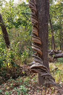 Arbre: Spectacular liana