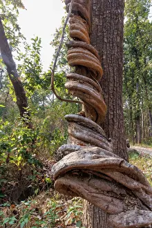 Arbre: Spectacular liana