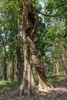 Arbre: Spectacular liana