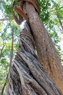 Arbre: Spectacular liana