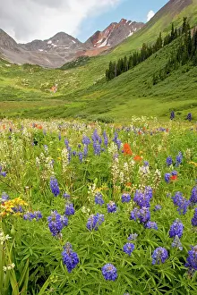 Lupins: Spectacular mass of alpine flowers