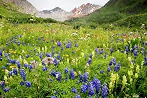 Paintbrushes: Spectacular mass of alpine flowers including lupines