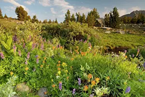 Paintbrushes: Spectacular mass of alpine flowers (paintbrush