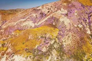 Temblor: Spectacular masses of spring wildflowers, mainly