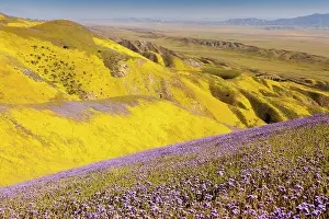 Temblor: Spectacular masses of spring wildflowers, mainly
