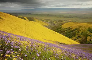 Temblor: Spectacular masses of spring wildflowers, mainly