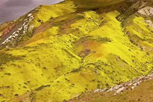 Temblor: Spectacular masses of spring wildflowers, mainly