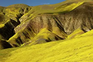 Temblor: Spectacular masses of spring wildflowers, mainly
