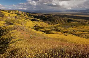 Temblor: Spectacular masses of spring wildflowers, mainly