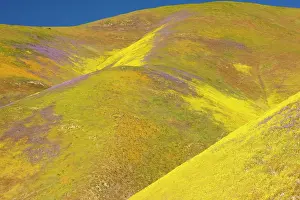 Temblor: Spectacular masses of spring wildflowers, mainly