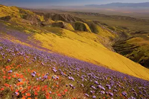 Temblor: Spectacular masses of spring wildflowers, mainly