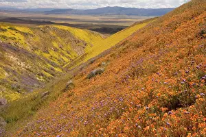 Blazing: Spectacular masses of wildflowers, especially San