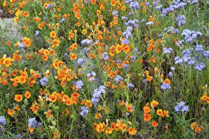 Blazing: Spectacular masses of wildflowers, especially San
