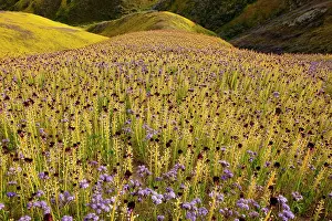 Candle: Spectacular masses of wildflowers, mainly Desert