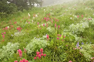 Paintbrushes: Spectacular mountain meadow in the mist, with Magenta