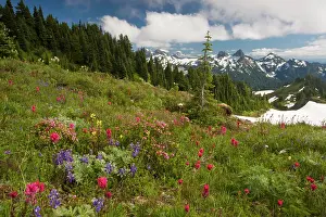Rainier: Spectacular mountain meadows with lupines, Magenta