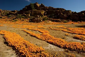Masse: A spectacular orange daisy en masse around Nababeep