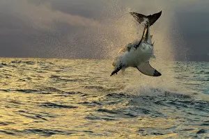 Carcharias: Spectacular shark's jump.(Carcharodon carcharias)