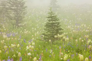 Pasques: Spectacular summer alpine flowers including the