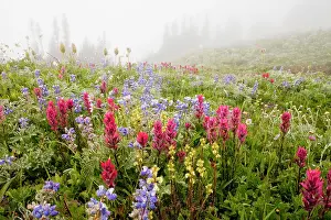 Castilleja: Spectacular summer alpine flowers including Magenta