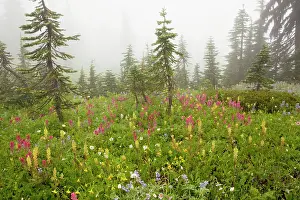 Castilleja: Spectacular summer alpine flowers including Magenta