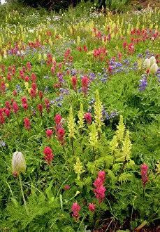 Paintbrushes: Spectacular summer alpine flowers including Paintbrush