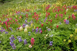 Paintbrushes: Spectacular summer alpine flowers including Paintbrush