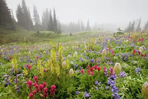 Paintbrushes: Spectacular summer alpine flowers including Paintbrush