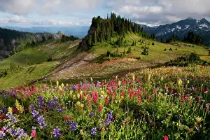 Paintbrushes: Spectacular summer alpine flowers including Paintbrush