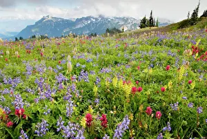 Paintbrushes: Spectacular summer alpine flowers including Paintbrush