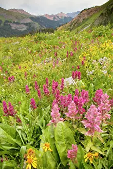 Castilleja: Spectacular summer alpine flowers including Rosy Paintbrush