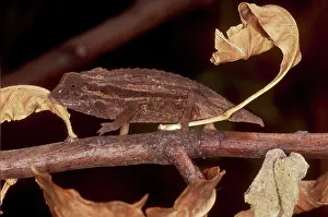 Chameleo: Spectral Pygmy Chameleon